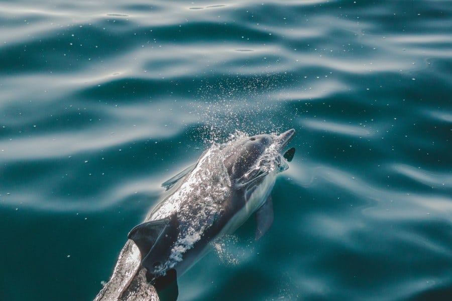 A dolphin blows air as it breaches the surface.